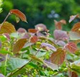 Bramble